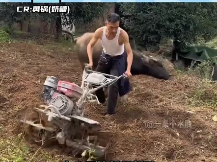 它都叫奶糖了！你看它能干活吗！