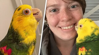 Woman's adopted parrot acts like her bodyguard