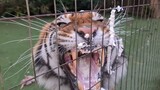 Can a tiger's anger be canceled by doing this ?