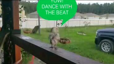 GANGSTAH PARROT DANCE