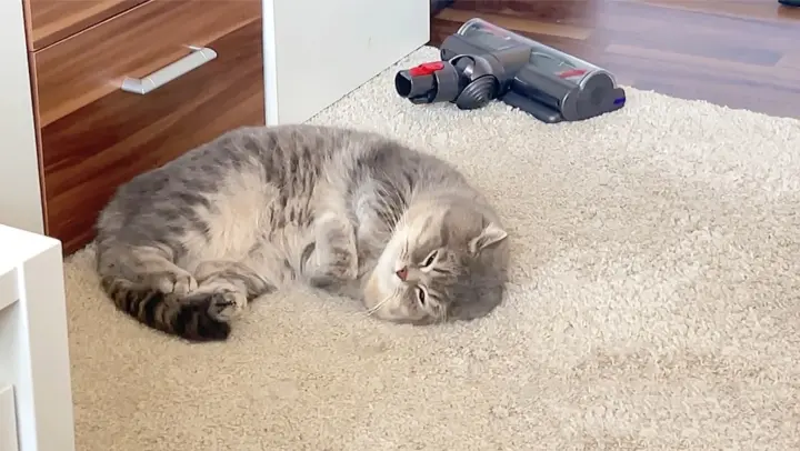 Why People Always Mistakenly Think He's a Short-Legged Cat