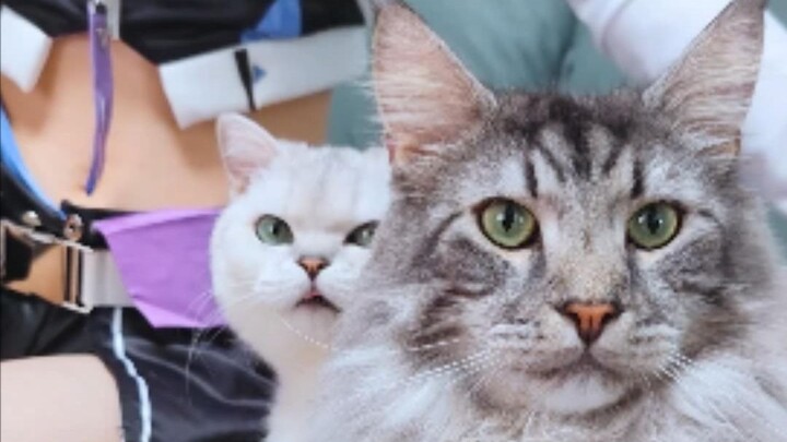 You’re probably watching Maodou’s little tongue, right? Right~?