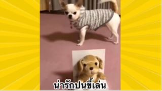 สัตว์เลี้ยงเพื่อนขนปุย : น่ารักปนขี้เล่น