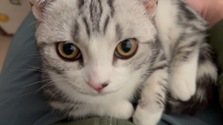Cat: So it turns out bipeds are this warm
