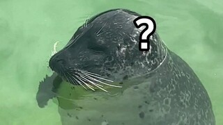 هذه أسطوانة الغاز تمثل حالتي النفسية [نسخة حصرية لحيوانات الأختام في حديقة حيوان آيسلندا]