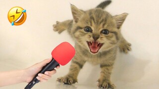 New Funny Animals 2023 🤣😅 Funniest Cats and Dogs 😻🐶 Part 16