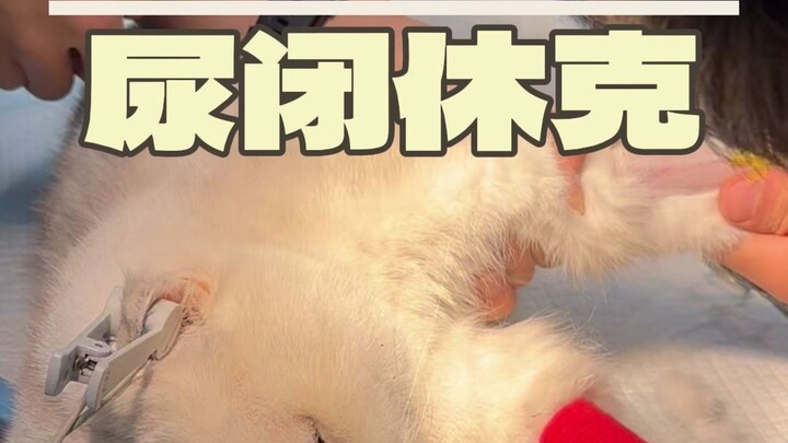 พอเจ้าตัวอ้วนน้อยคนนี้มาถึงก็เป็นลมช็อกทันที ปัสสาวะไม่ออกแถมมีเลือดในปัสสาวะ ฉันรู้เลยว่าถึงเวลาที่