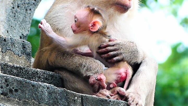 Adorable Baby ROCKSTAR Gently Move Out From Mother Rozy When Sitting On The Stupa