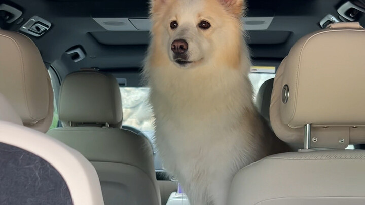 Bella, don’t worry, I won’t tell DuoDuo when I get home.