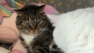 عندما تُحب الأمُّ قطةً صغيرةً أخرى، يتصرف شو جوان باو بهذه الطريقة!