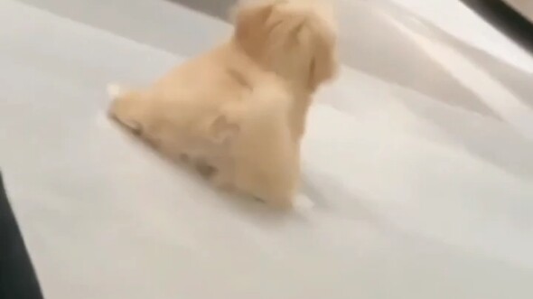 น้องหมาน้อยขี้โง่น่ารัก ต้องแชร์ให้คนที่น่ารักที่สุดได้ดูสิ!