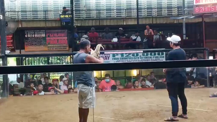 3rd fight 3hits ulutan win white Kelso over roundhead