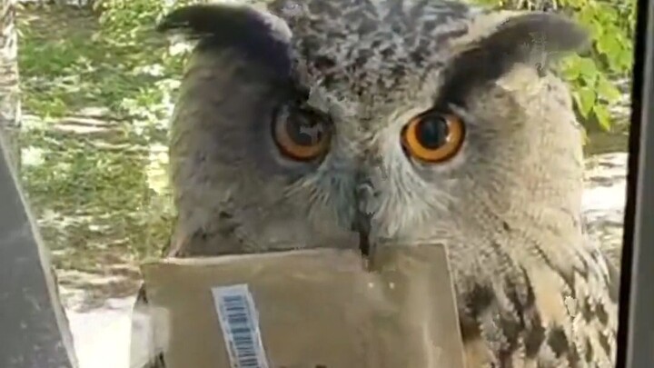Open the door, the acceptance letter has arrived.