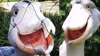 Stupid and ugly whale-headed stork 