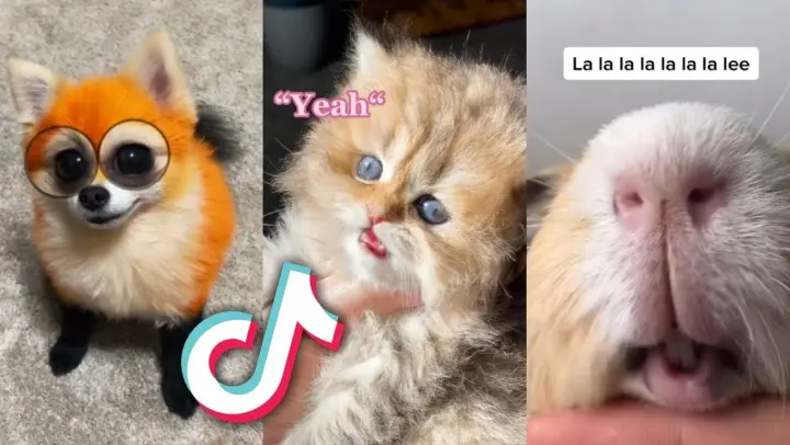 TIKTOK PETS that are TOO CUTE for YOU...