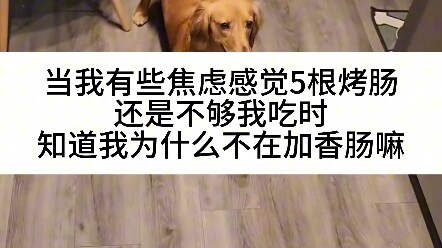 抚慰犬：消失的烤肠
