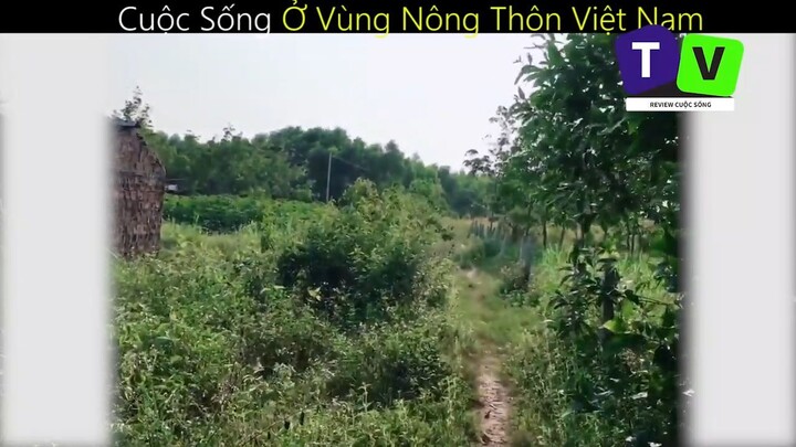 Cuộc Sống Ở Vùng Nông Thôn Việt Nam_phần 2