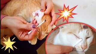 Cat Ears Cleaning  | Meow Family | Outdoor orange cats