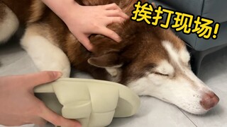 Husky: Menandai sebuah lokasi, lalu dipukuli habis-habisan oleh harimau betina!