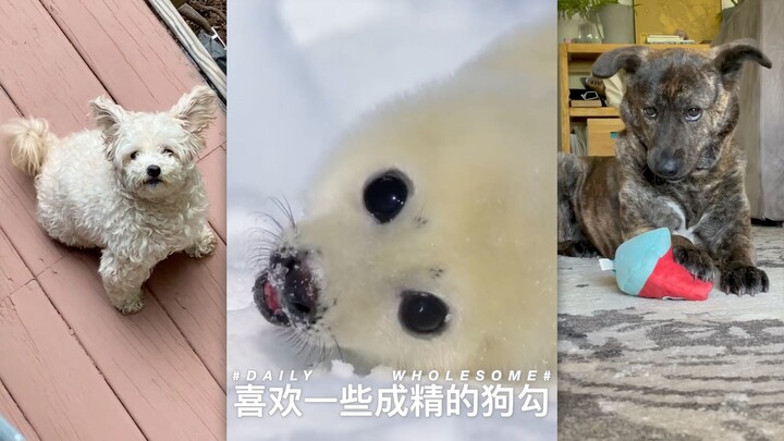 I love dogs that feel like they’ve truly come alive.