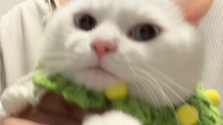 Foodie Meow มีสองหน้า