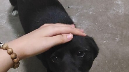 The little domestic dog who was petted for the first time has bright eyes.