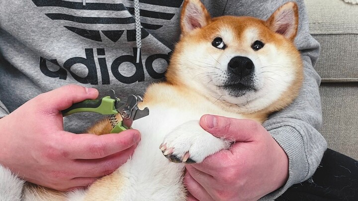 The owner is clipping the dog's nails, and the Shiba Inu instantly turns into a screaming chicken—th