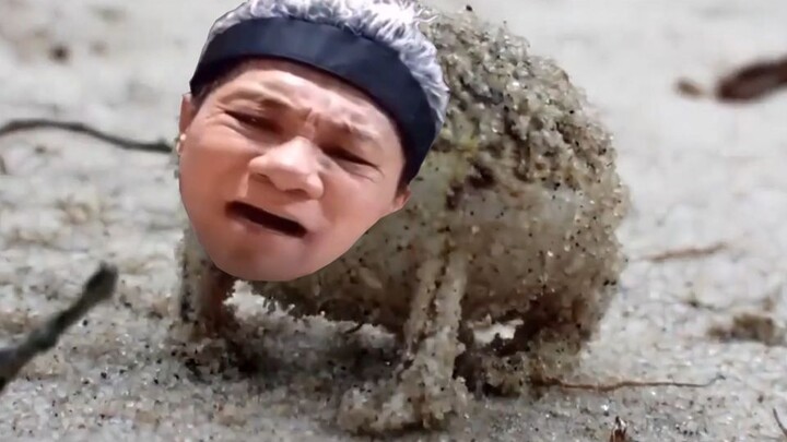A GHS Linbei rain frog