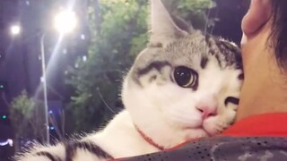 "The little kitten doesn't have to go to work"