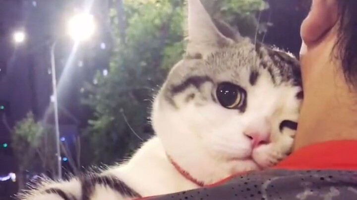 “ลูกแมวตัวน้อยไม่จำเป็นต้องไปทำงาน”