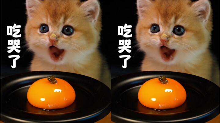 小奶猫第一次吨蛋，竟然吃哭了！