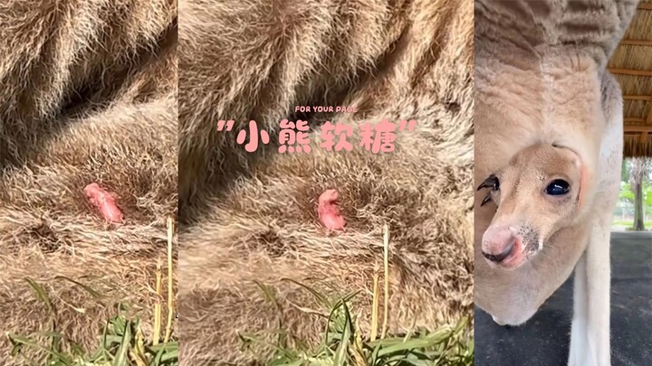 Tahukah kamu? Bayi kanguru yang baru lahir ukurannya bahkan lebih kecil daripada permen gummy bear!