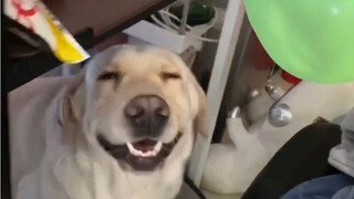 There are always puppies to mend this torn and tattered world!