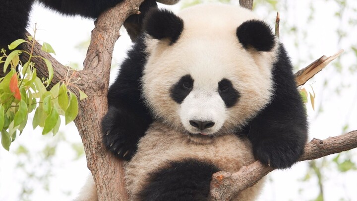 Panda Xue Bao Mengejar Burung