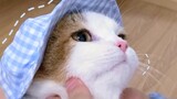 Cute Cat Videos Compilation