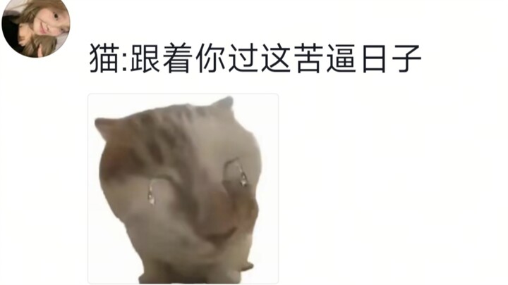 Kucing: Hari-hari penuh derita apa yang aku jalani ini?