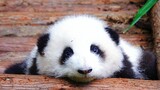 [Panda He Hua] Mencari Kakak