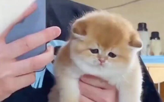 สูดกลิ่นแมวเข้าไปหนึ่งคำ
