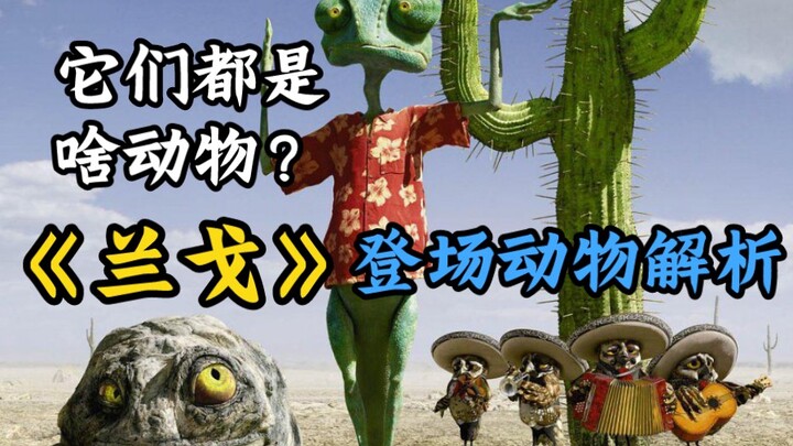 Rango rốt cuộc là loài tắc kè hoa nào? Phân tích nguyên mẫu các loài động vật xuất hiện trong bộ phi