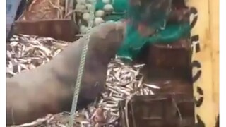 Singa laut: Kenapa kau menangkap ikan malah menarikku naik juga