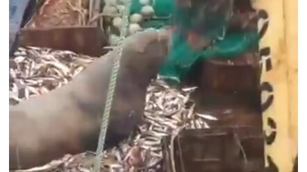 Sea lion: Why did you fish me up along with the fish?