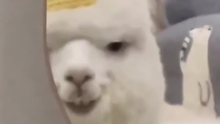 #Corgi: No Way, Absolutely Impossible# Hilarious #Animals Doing the Strangest Things# Dog