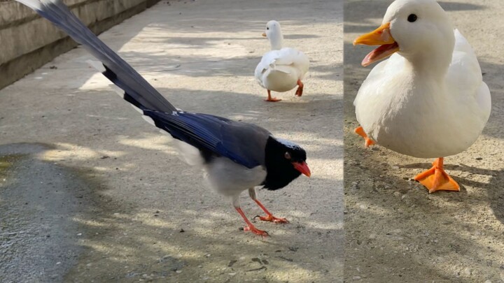 The zoo’s top star is at it again!