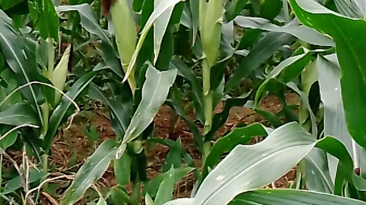 my corn