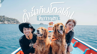 หมาโกลเด้น พาทัวร์ดำน้ำตื้นเกาะเต่า แค่คนละ 625 บาท VLOG Gowentgo