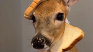 The young man took over the deer farm at home, and the deer have changed dramatically since then.