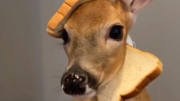 The young man took over the deer farm at home, and the deer have changed dramatically since then.
