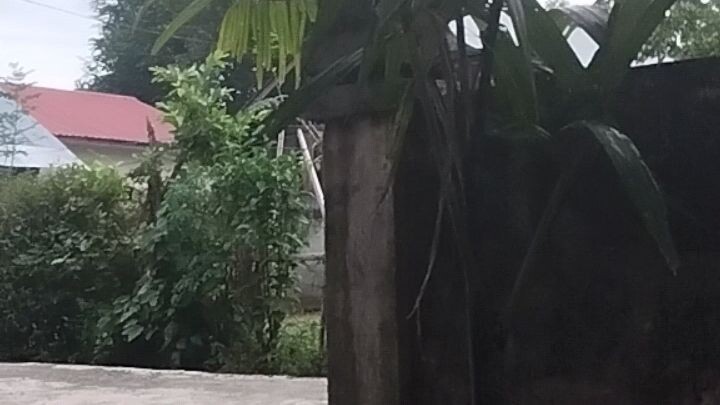 alifa kecil