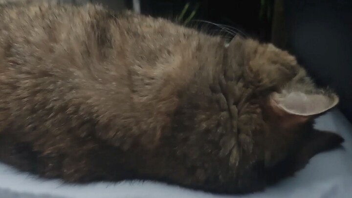 I woke up to find a long-haired potato sleeping beside me.