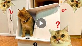 Đập hộp nhà vệ sinh khử mùi cho mèo PETKIT- WHITEVILLA CAT LITTER BOX